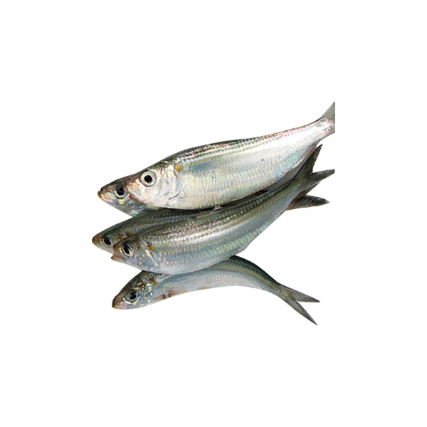 Sudaya - GLOMARK - Fish - in Sri Lanka