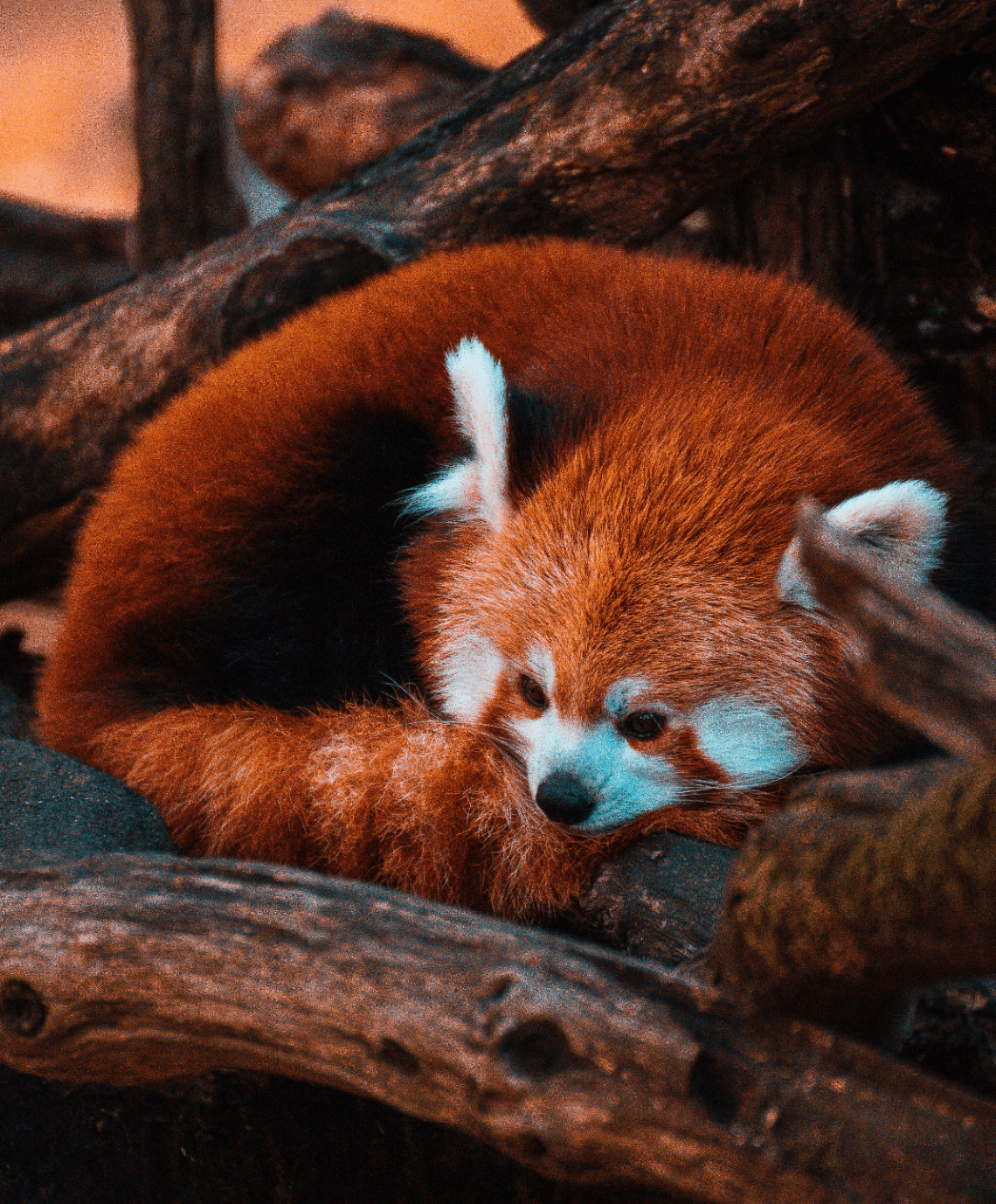 Red Panda Sleeping