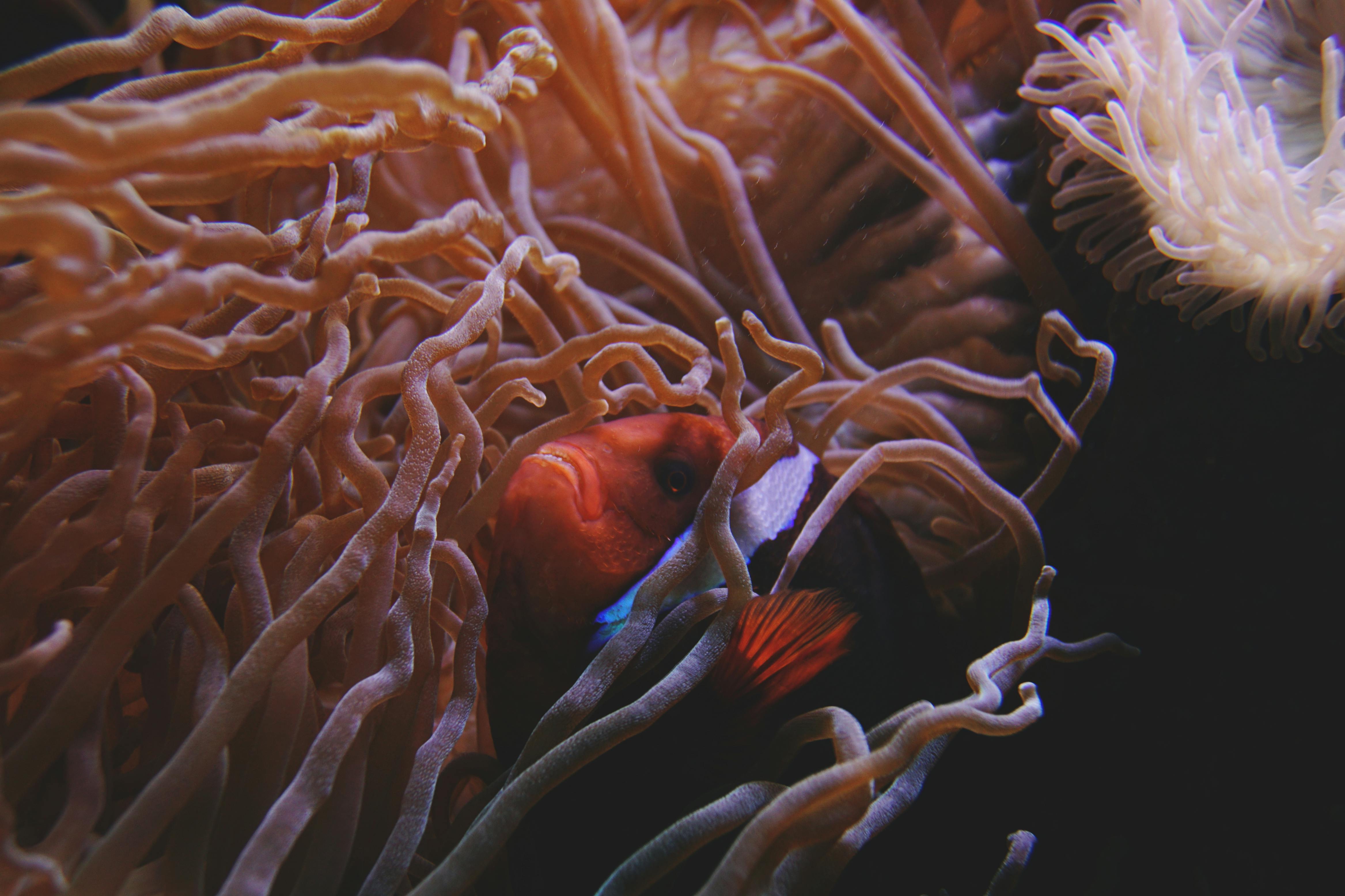 ViralMDA5
