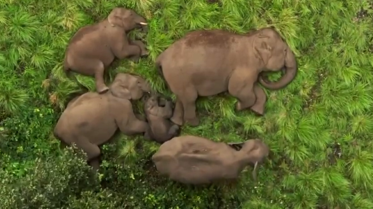 Elephant Family Sleeps Blissfully: ஆனந்தமாக உறங்கும் யானைக்கூட்டம்; ஆனைமலை வனத்தில் எடுக்கப்பட்ட நெகிழவைக்கும் காணொளி.!
