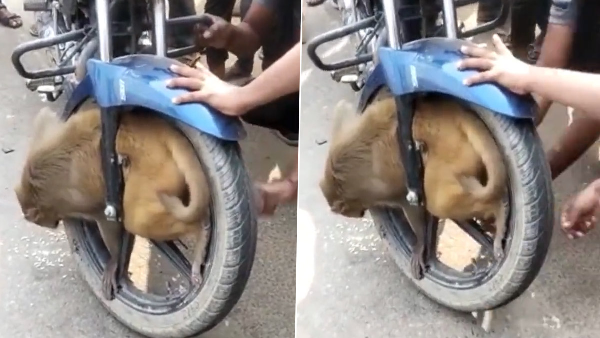 Viral Video: எப்படி வந்து சிக்கிக்கிட்டேன் பார்த்தீங்களா?.. டூ வீலர் சக்கரத்தில் சிக்கி சின்னாபின்னமான குரங்கு..!
