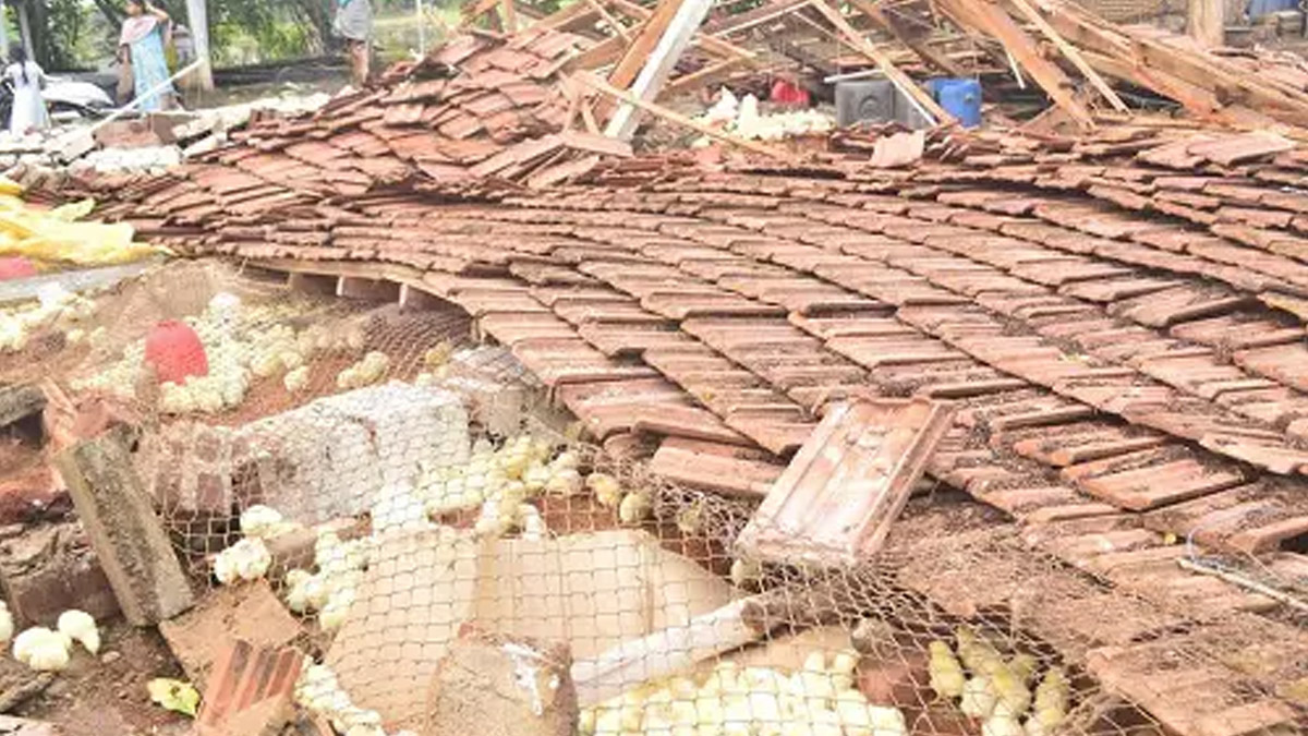 Madurai Rains: தொடர் மழை, பலத்த காற்று எதிரொலி.. கோழிப்பண்ணை இடிந்து விழுந்து 3 ஆயிரம் கோழிக்குஞ்சுகள் பலி.!