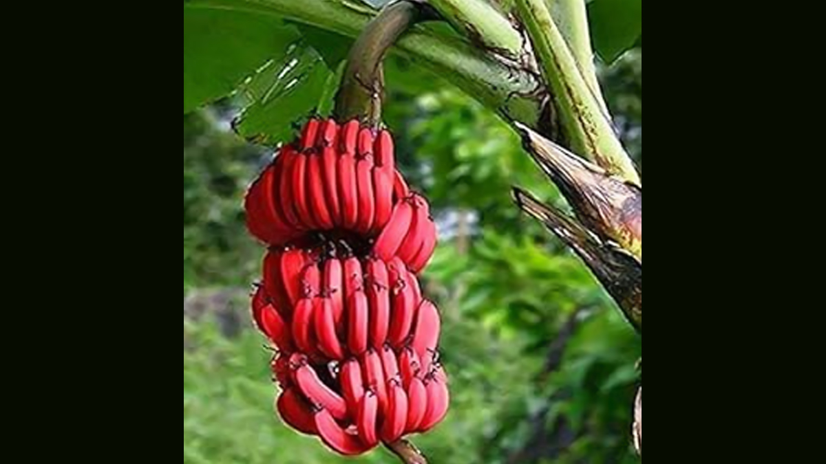 Red Banana Benefits: ஆண்மைக்குறைவு, நரம்புத்தளர்ச்சி, கண் பிரச்சனைகளுக்கு அசத்தல் தீர்வு: செவ்வாழையில் இருக்கும் வியக்கவைக்கும் நன்மைகள் இதோ.!