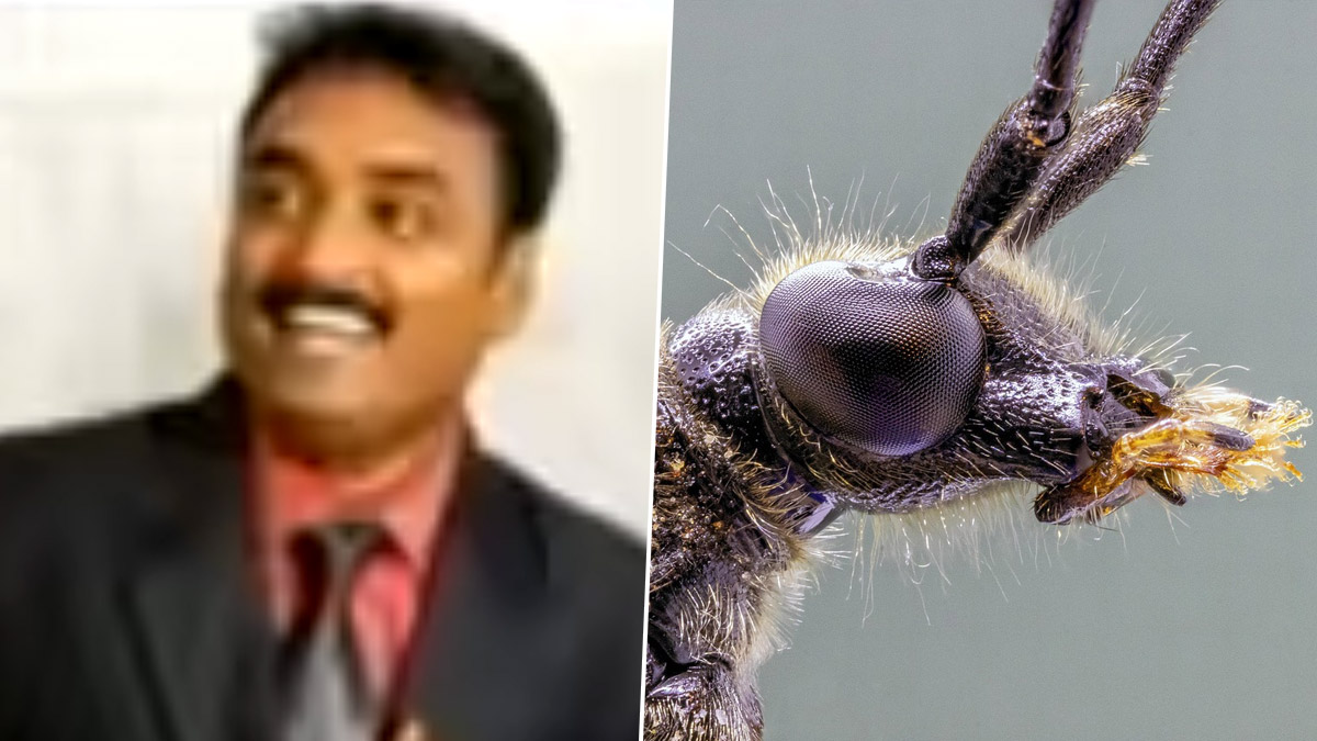 Beetles Attack: கிடாவெட்டுக்கு சென்ற உறவினர்களுக்கு நேர்ந்த பயங்கரம்; கதண்டுகள் தாக்கியதில் இளைஞர் பரிதாப பலி.!