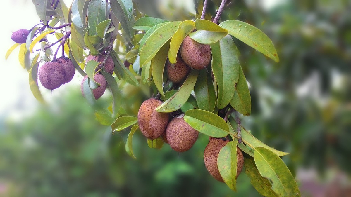 Sapodilla Fruit: பருவகால நோய்களில் இருந்து நம்மை பாதுகாக்கும் சப்போட்டா; நன்மைகள் குறித்த தகவல் இதோ.!
