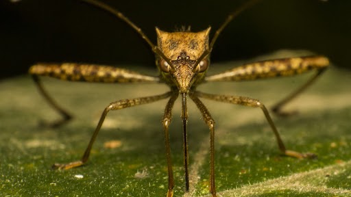 Controlling Mosquitoes at Home: வீட்டில் கொசுத்தொல்லை அதிகமா இருக்கா..? விரட்டி அடிக்க இதை பண்ணுங்க… இனி கொசுவே வராது..!