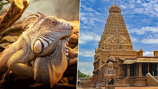 Lucky Lizard: தஞ்சை பெரியகோவிலில் குவியும் கூட்டம்... நினைத்ததை நிறைவேற்றும் பல்லி..!