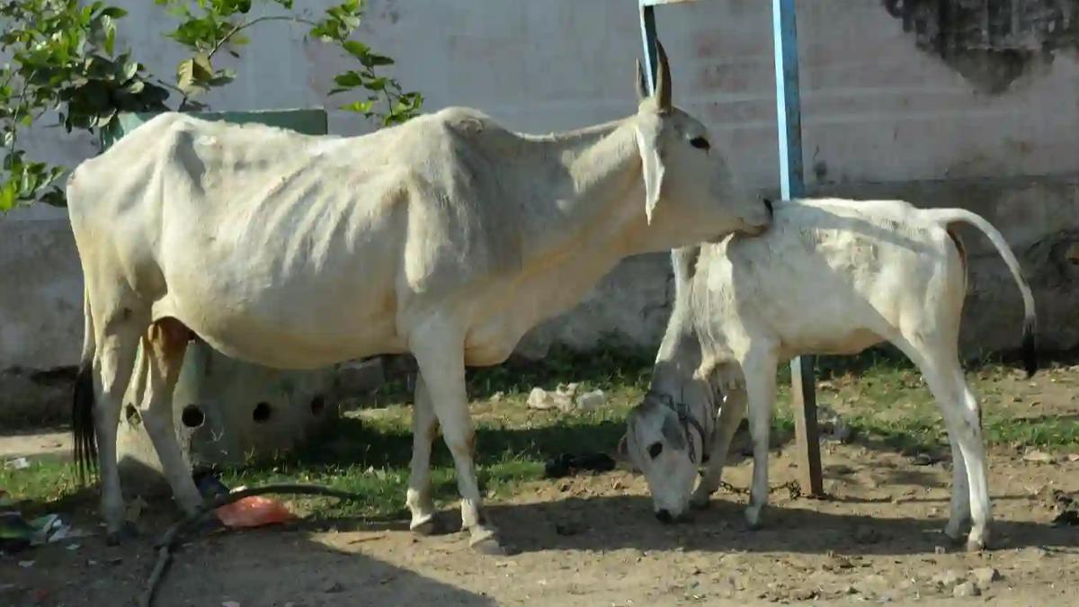 Cow Smuggling: பசு கடத்தல் முயற்சி - உள்ளூர் வாசிகள் 4 பேரை வழிமறித்து தாக்குதல்..!