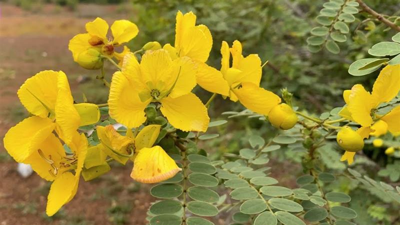 Aavaram Flower Recipe: ஆவாரம்பூ கூட்டு செய்வது எப்படி..? - விவரம் உள்ளே..!