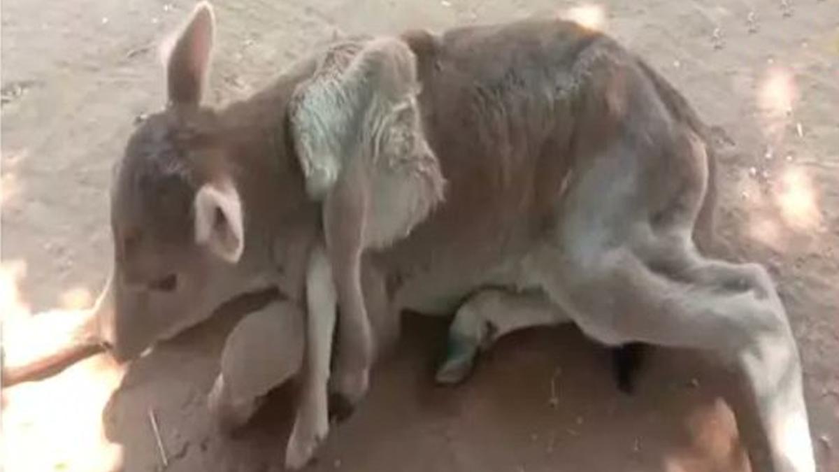 Calf Born With 6 Legs: ஆறு கால்களுடன் பிறந்த கன்றுக்குட்டி - அதிசயமாக பார்த்து சென்ற கிராம மக்கள்..!