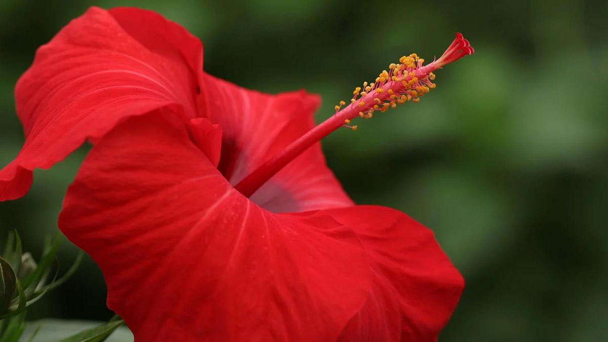 Tips to Take Care of Hibiscus Plants: செம்பருத்தி செடியை பராமரிப்பது எப்படி? இப்படி செய்தால் அதிக பூ கிடைக்கும்..!
