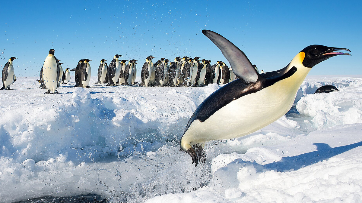Bird Flu Kills 1000 Penguins: கொத்துக்கொத்தாக ஆயிரத்திற்கும் அதிகமான உயிர்கள் பலி.. உலகை அச்சுறுத்தும் எச்5என்1 பறவைக்காய்ச்சல்.!